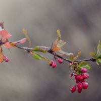 Барбарис. :: Елена Куценко