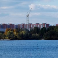 птицы в стаи собираются в пригороде (здесь нельзя охотиться) :: Александр Прокудин