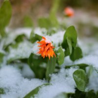 Цветок и первый снег :: Юрий Фёдоров