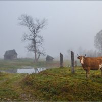 Деревенская жизнь утром. :: Любовь 