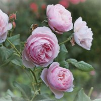 Розовые розы :: Galina Kazakova