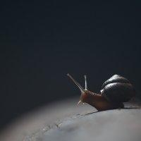 Snail! :: Паша Иванов