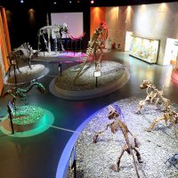 диназавры ночь в музее :: Валерий Валвиз