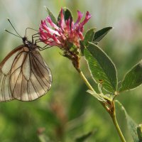 бабочки :: Antarien Anta