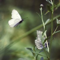 Еще про бабочек :: Antarien Anta
