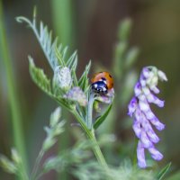 божья коровка :: Нина Калитеева