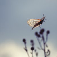 Бабочка :: Antarien Anta