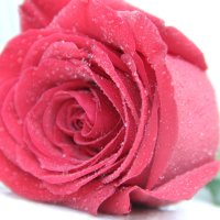 Роза от любимого... :: Анастасия Сысоева