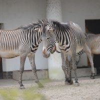 zoo Berlin :: Алексей Короткевич