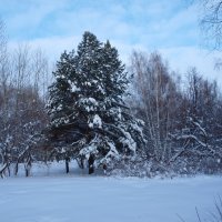 Зимний лес :: Альберт Тугушев