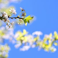 Самая обычная цветущая веточка вишни. :: Павел Прозоров