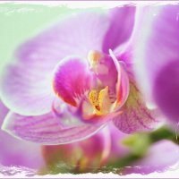 orchid :: Юрий Кузнецов