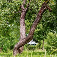старое дерево :: Егор Козлов