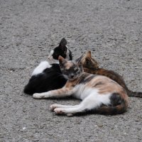 Ливадийские коты :: Kate Zimens