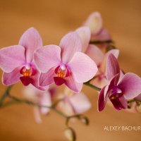 Орхидея :: Олексій Бачурський