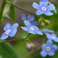 Синий цветок :: Валерий Никитин