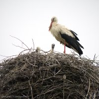 Аисты :: Александр Максимов