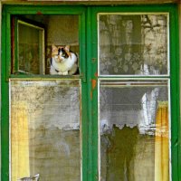 Кошки на окошке. :: Александр Бурилов