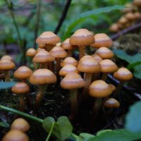 Первые грибы :: Владимир Дорофеев