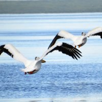 Пеликаны на &quot;Холодном озере&quot; :: Сергей Бушуев