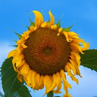 Солнечный цветок :: Глеб Буй