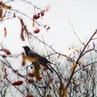 Осенняя ворона :: Инна Шолпо