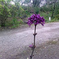 Близится зима, а у нас цветёт сирень (фото 21 октября 2016 г.) :: Наталья (ShadeNataly) Мельник