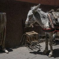 Маракеш :: Людмила Синицына