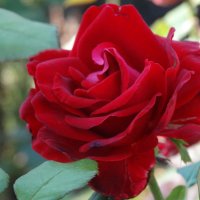 Сентябрь,розы в парке... :: Тамара (st.tamara)