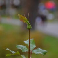 Бутон :: Роман Воронежский