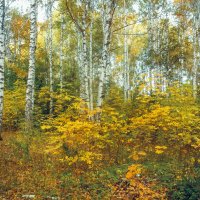 В лесу :: Вячеслав Баширов