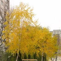 листья жёлтые :: Владимир Зырянов