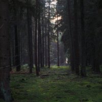 немецкий лес для сказок Братьев Гримм :: Лилия Виноградова
