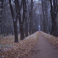 вчерашний первый снег в Кусково :: Александра 