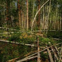 И такой лес... :: Владимир Шошин