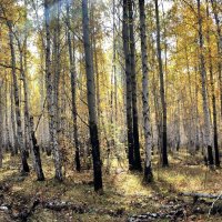 bright yellow autumn birch forest in october :: valery60 