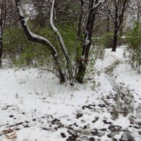 Помню, больше всего в детстве радовал первый снег :: Андрей Лукьянов