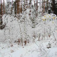 И снова в зимнюю сказку(сегодня в лесу) :: Павлова Татьяна Павлова