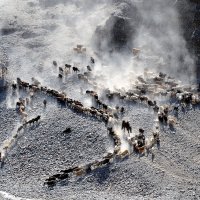 На водопой :: Вячеслав Платонов