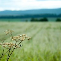 Виды Красноярской рублевки :: Диана Муту