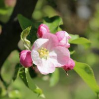 цветок яблони :: оксана 