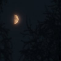 Луна :: Алексей Обухов