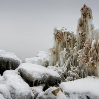 Березка на берегу. :: Александр Гурьянов