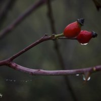 Шиповник :: Arshak Badalyan