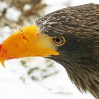 Белоплечий орлан :: Александр Запылёнов