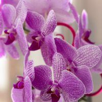 Орхидея :: Анна Кокарева
