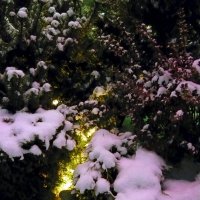 Первый снег :: Вера Щукина