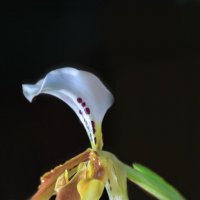 Орхидея :: Анатолий Шумилин