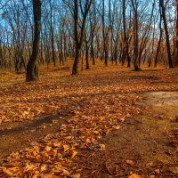 Осень в лесу :: Жанетта Буланкина