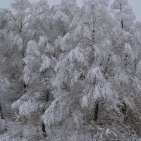 Снежные кружева :: Tatiana Lesnykh Лесных